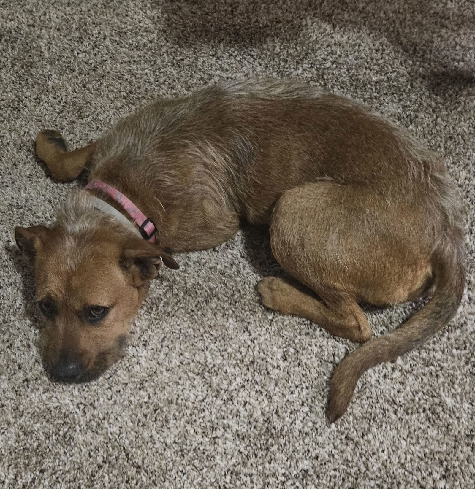 FAITH #2, an adoptable Vizsla, Border Terrier in Chandler, AZ, 85249 | Photo Image 2