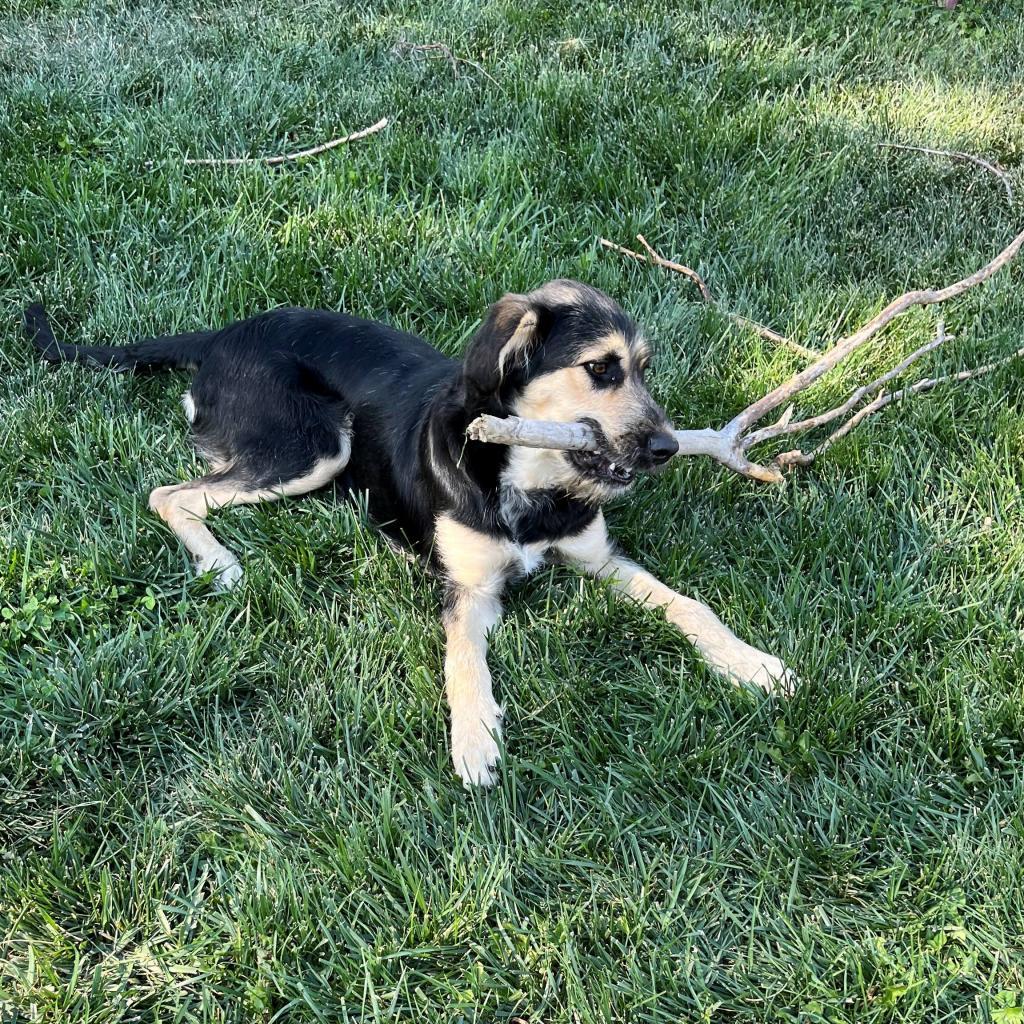 EB, an adoptable Terrier, Mixed Breed in Pagosa Springs, CO, 81147 | Photo Image 1