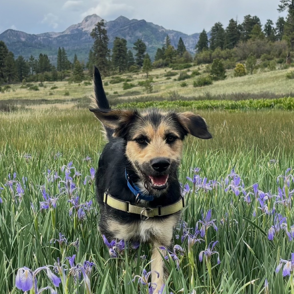 EB, an adoptable Terrier, Mixed Breed in Pagosa Springs, CO, 81147 | Photo Image 1