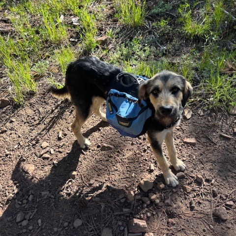 EB, an adoptable Terrier, Mixed Breed in Pagosa Springs, CO, 81147 | Photo Image 2