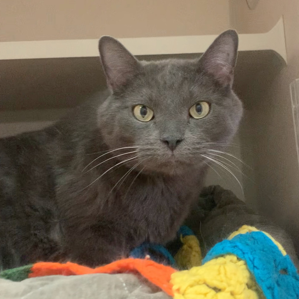 MURPHY, an adoptable Domestic Short Hair in Pagosa Springs, CO, 81147 | Photo Image 1