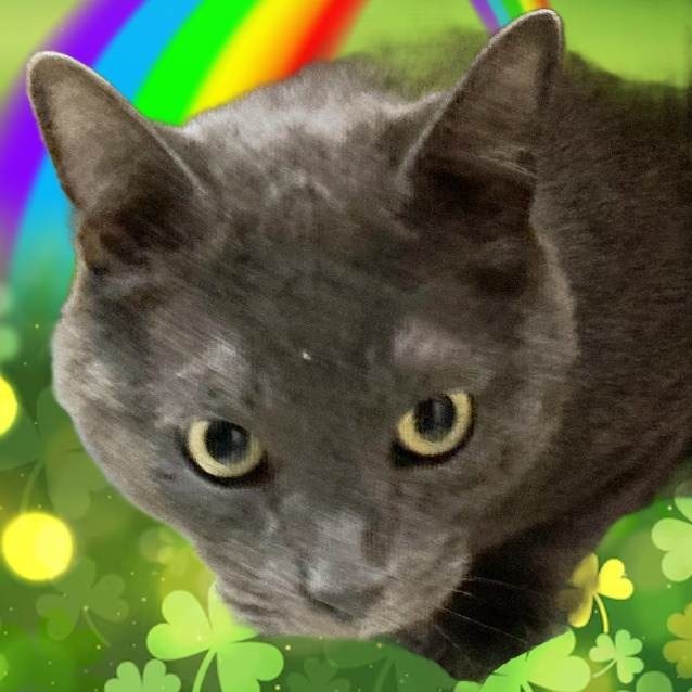 MURPHY, an adoptable Domestic Short Hair in Pagosa Springs, CO, 81147 | Photo Image 2