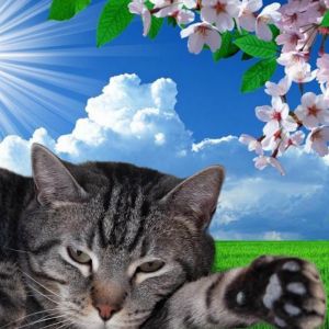 CONNOR, Adult Male Domestic Short Hair