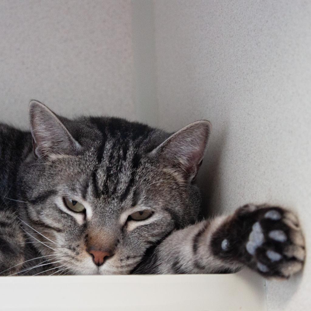 CONNOR, an adoptable Domestic Short Hair in Pagosa Springs, CO, 81147 | Photo Image 2