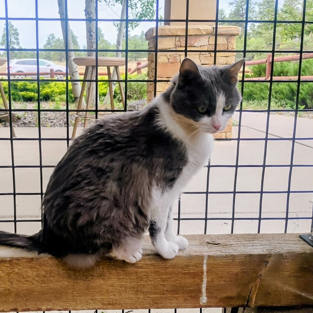 Luna, an adoptable Domestic Short Hair in Pagosa Springs, CO, 81147 | Photo Image 1