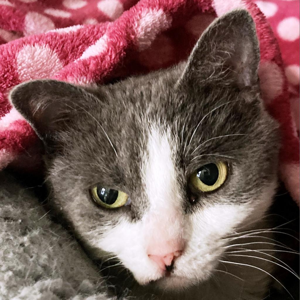 Luna, an adoptable Domestic Short Hair in Pagosa Springs, CO, 81147 | Photo Image 2