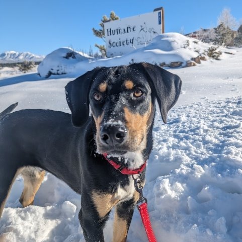 BROWNIE, an adoptable Labrador Retriever, Hound in Pagosa Springs, CO, 81147 | Photo Image 2