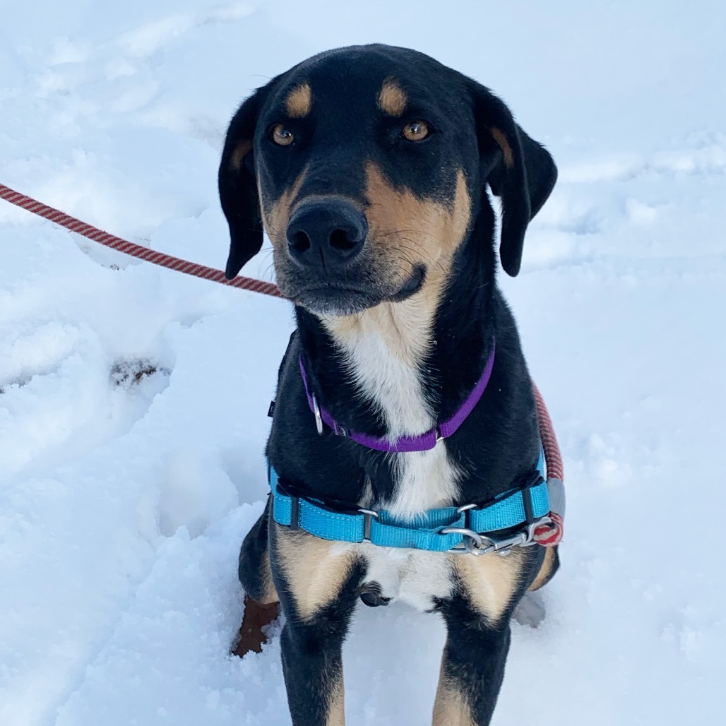 BROWNIE, an adoptable Labrador Retriever, Hound in Pagosa Springs, CO, 81147 | Photo Image 4