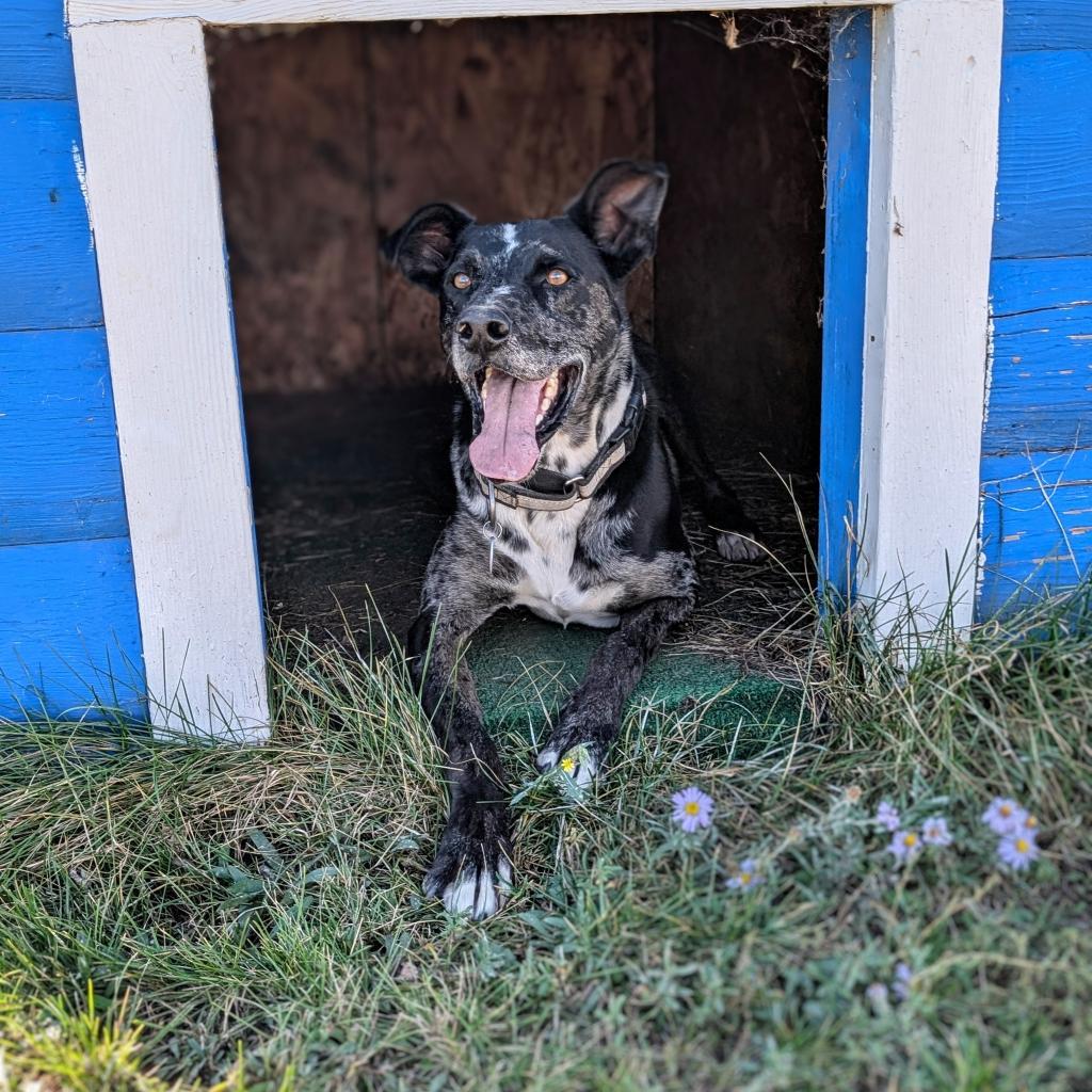T-BONE, an adoptable Catahoula Leopard Dog, Great Dane in Pagosa Springs, CO, 81147 | Photo Image 1