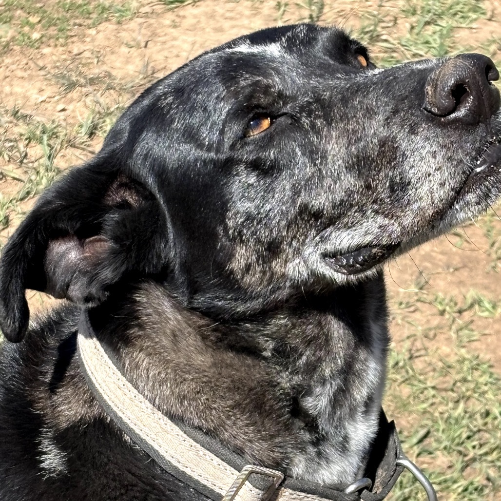T-BONE, an adoptable Catahoula Leopard Dog, Great Dane in Pagosa Springs, CO, 81147 | Photo Image 2