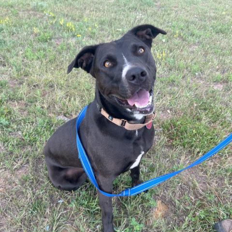 IZZABELLA, an adoptable American Staffordshire Terrier, Border Collie in Pagosa Springs, CO, 81147 | Photo Image 1