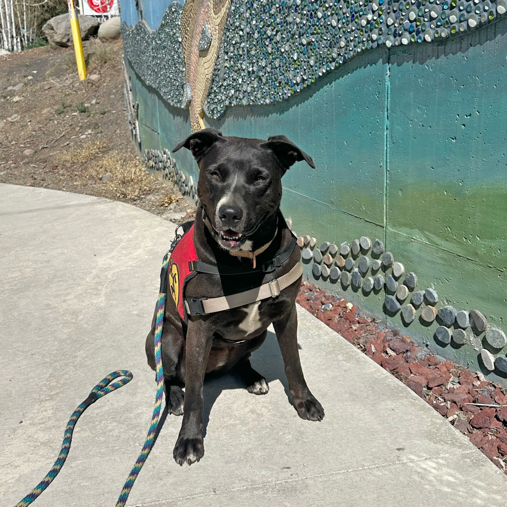 IZZABELLA, an adoptable American Staffordshire Terrier, Border Collie in Pagosa Springs, CO, 81147 | Photo Image 1