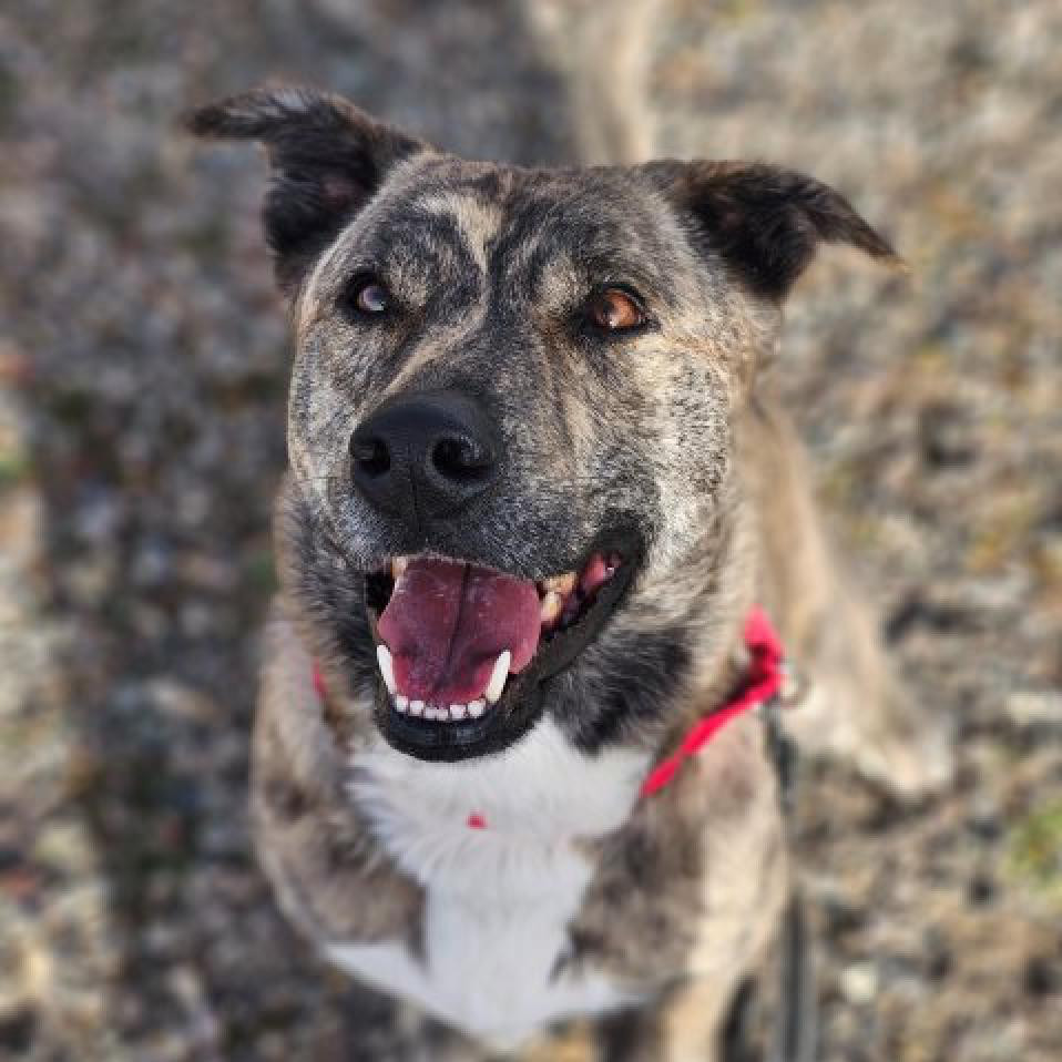 RADLEY, an adoptable Catahoula Leopard Dog in Pagosa Springs, CO, 81147 | Photo Image 1