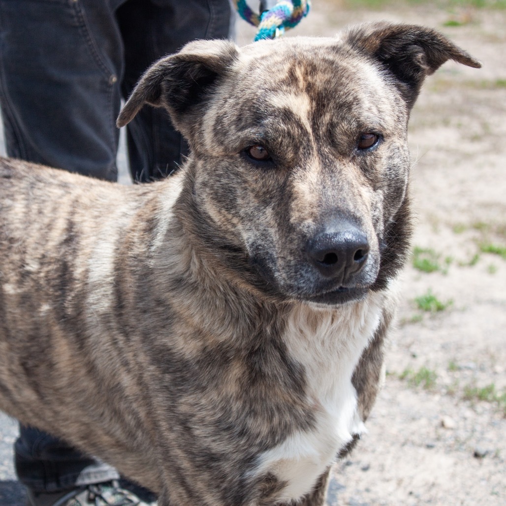 RADLEY, an adoptable Catahoula Leopard Dog in Pagosa Springs, CO, 81147 | Photo Image 2