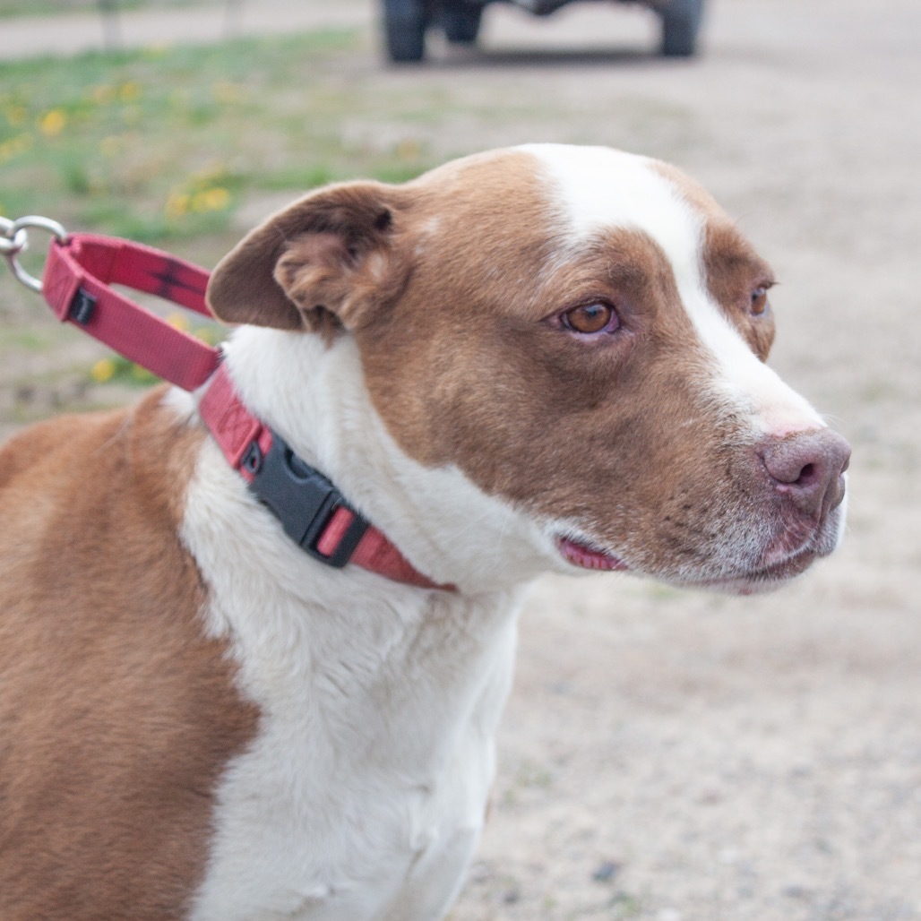 Trixie, an adoptable American Staffordshire Terrier in Pagosa Springs, CO, 81147 | Photo Image 1