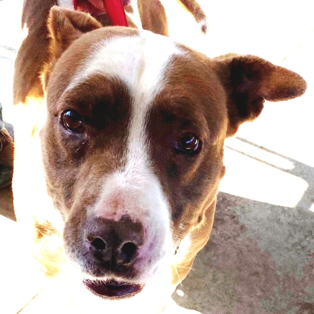 Trixie, an adoptable American Staffordshire Terrier in Pagosa Springs, CO, 81147 | Photo Image 2
