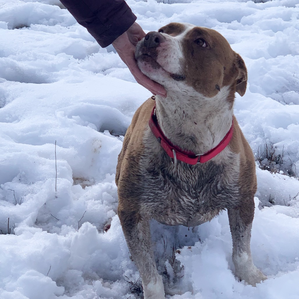 Trixie, an adoptable American Staffordshire Terrier in Pagosa Springs, CO, 81147 | Photo Image 3