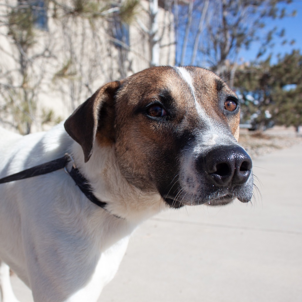 Gumbo, an adoptable Anatolian Shepherd, Mixed Breed in Pagosa Springs, CO, 81147 | Photo Image 1