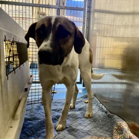Gumbo, an adoptable Anatolian Shepherd, Mixed Breed in Pagosa Springs, CO, 81147 | Photo Image 2