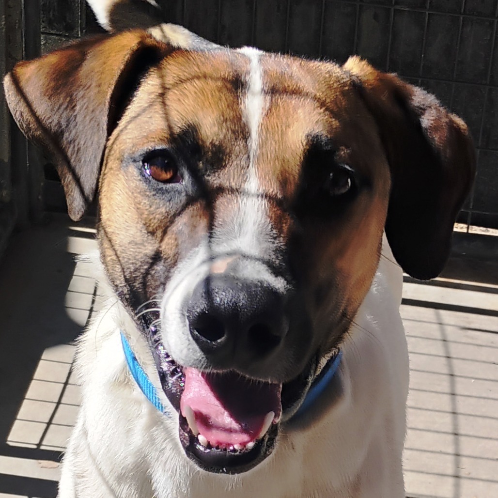 Gumbo, an adoptable Anatolian Shepherd, Mixed Breed in Pagosa Springs, CO, 81147 | Photo Image 3