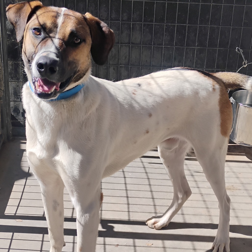 Gumbo, an adoptable Anatolian Shepherd, Mixed Breed in Pagosa Springs, CO, 81147 | Photo Image 4