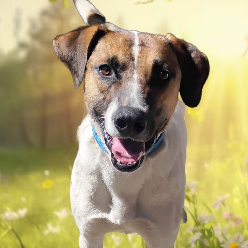 Gumbo, an adoptable Anatolian Shepherd, Mixed Breed in Pagosa Springs, CO, 81147 | Photo Image 5