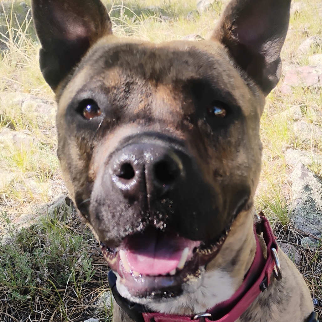 ZORA, an adoptable American Staffordshire Terrier, Mixed Breed in Pagosa Springs, CO, 81147 | Photo Image 1