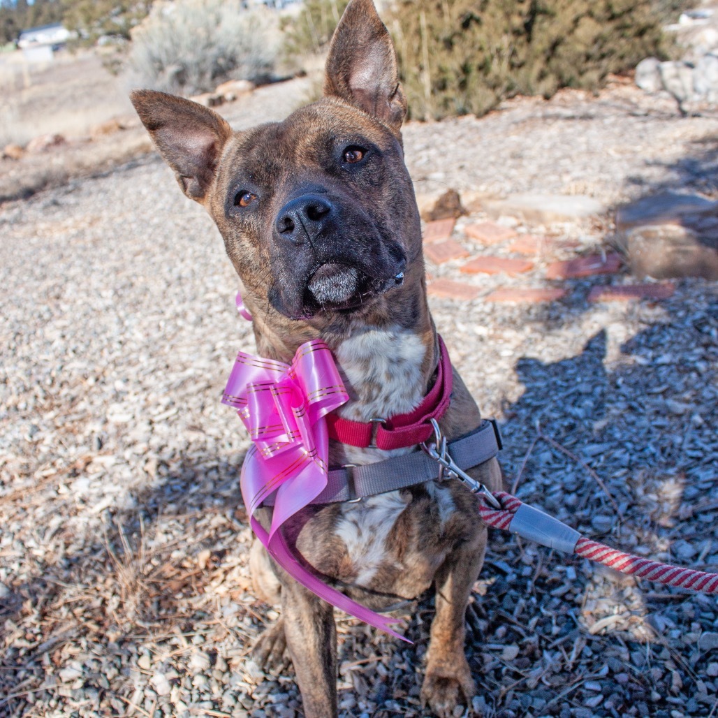 ZORA, an adoptable American Staffordshire Terrier, Mixed Breed in Pagosa Springs, CO, 81147 | Photo Image 1