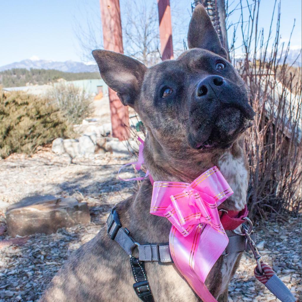 ZORA, an adoptable American Staffordshire Terrier, Mixed Breed in Pagosa Springs, CO, 81147 | Photo Image 2