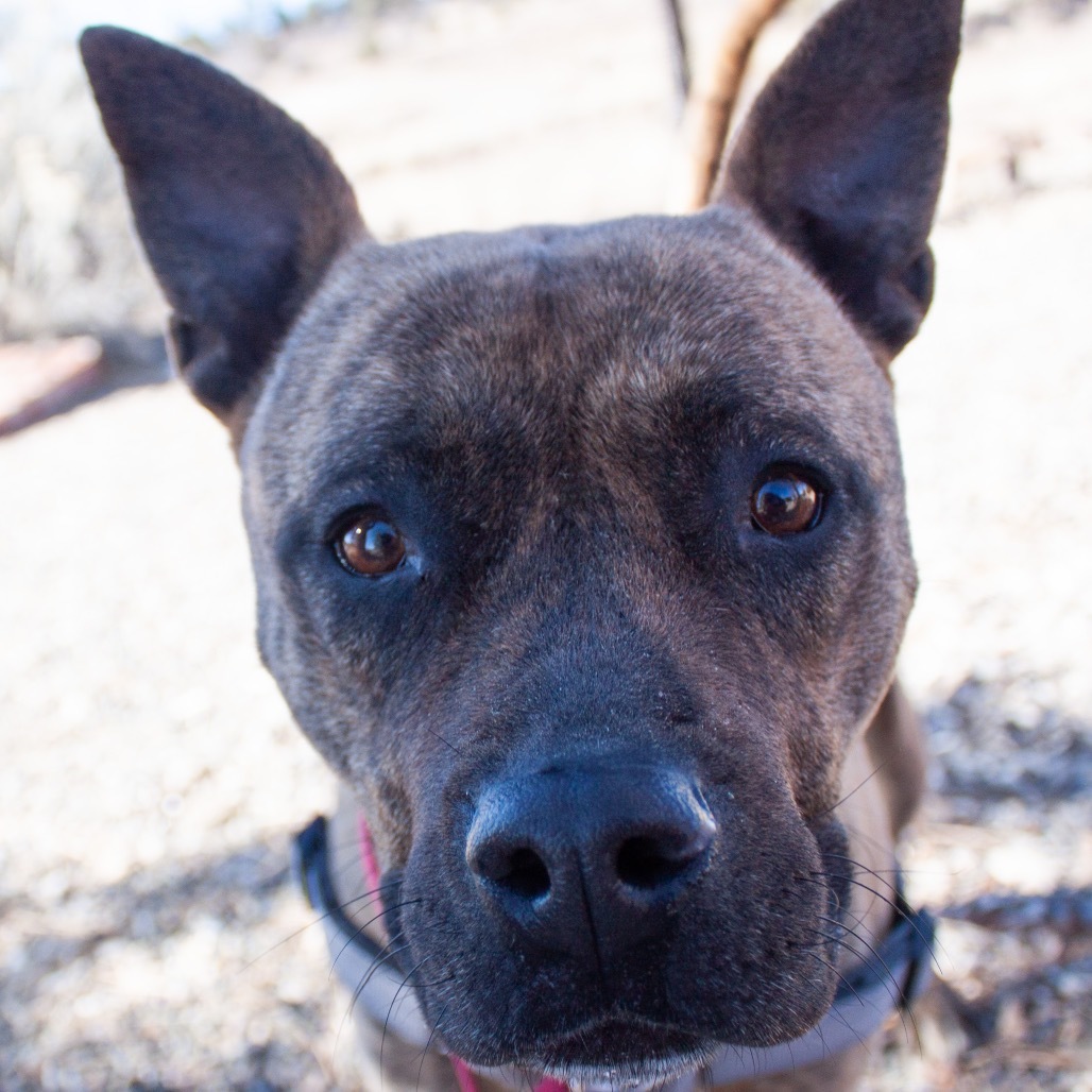 ZORA, an adoptable American Staffordshire Terrier, Mixed Breed in Pagosa Springs, CO, 81147 | Photo Image 4