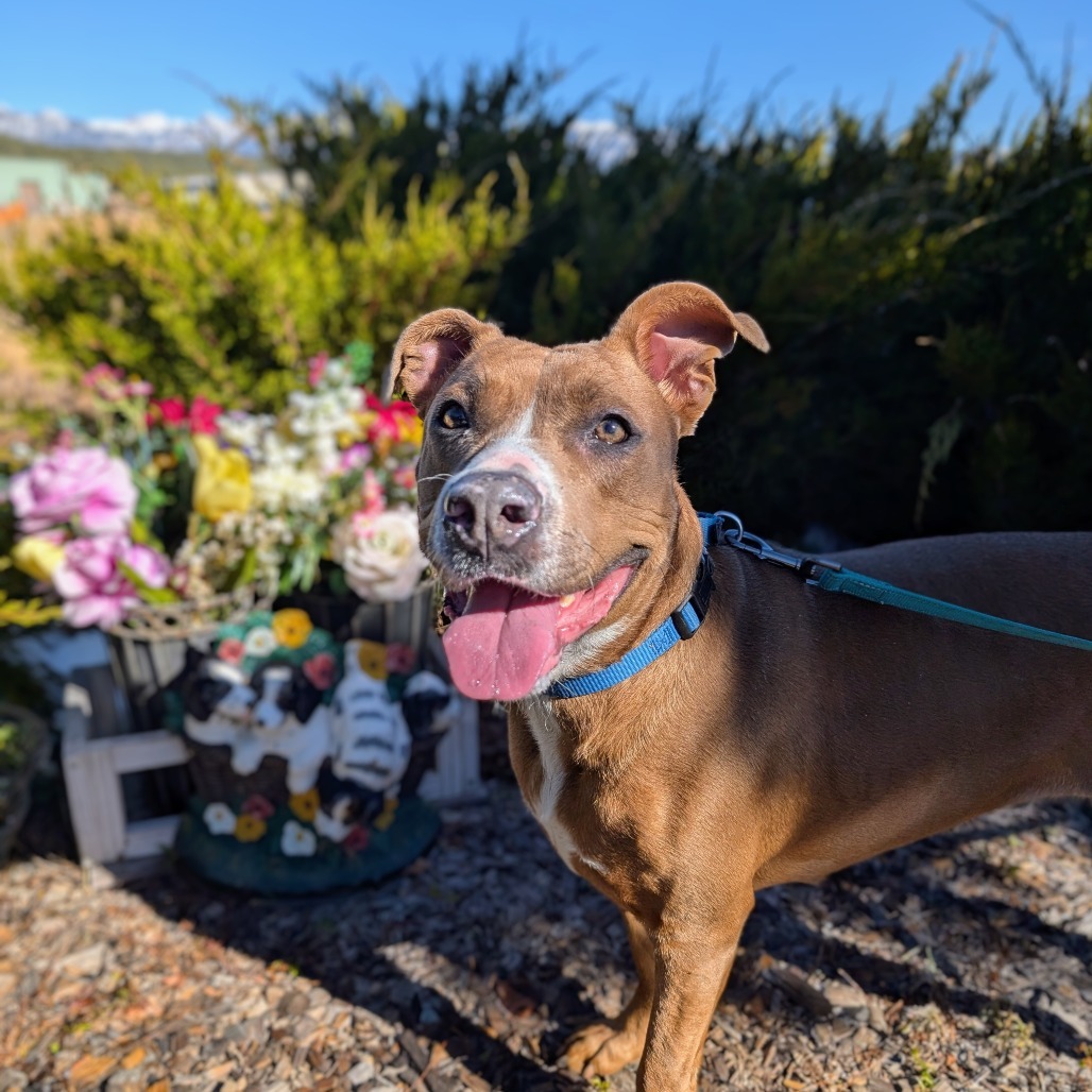 PUDDIN, an adoptable American Staffordshire Terrier in Pagosa Springs, CO, 81147 | Photo Image 1