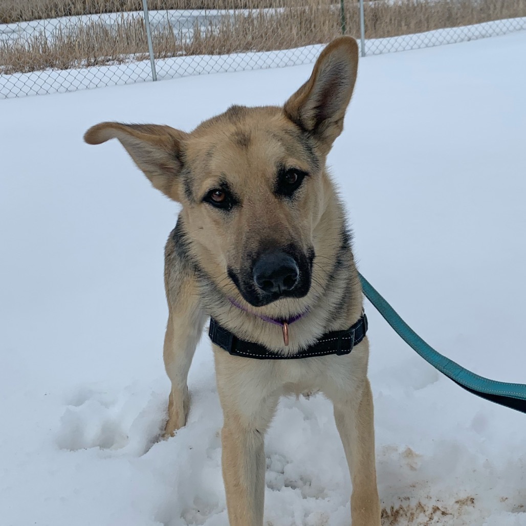 HOUDINI, an adoptable German Shepherd Dog in Pagosa Springs, CO, 81147 | Photo Image 1