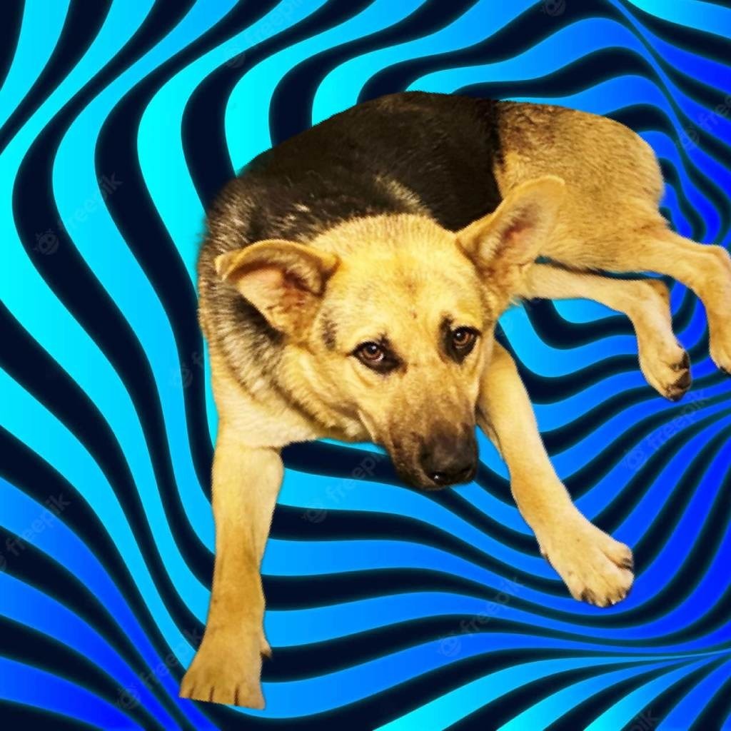 HOUDINI, an adoptable German Shepherd Dog in Pagosa Springs, CO, 81147 | Photo Image 3