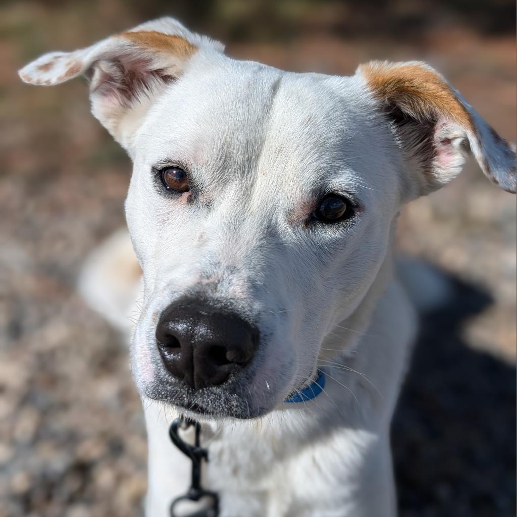 WOODY, an adoptable Australian Shepherd, Border Collie in Pagosa Springs, CO, 81147 | Photo Image 1
