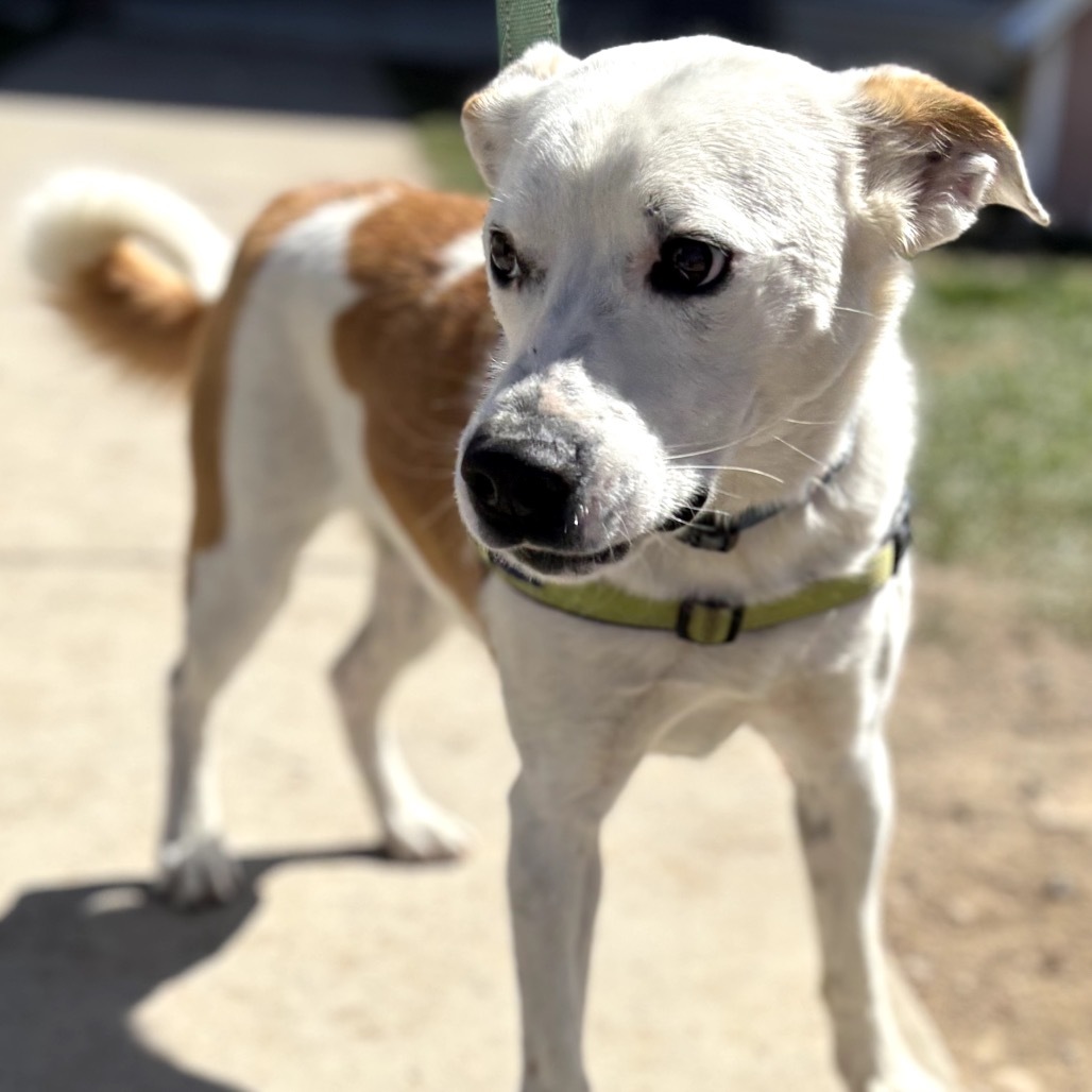 WOODY, an adoptable Australian Shepherd, Border Collie in Pagosa Springs, CO, 81147 | Photo Image 2