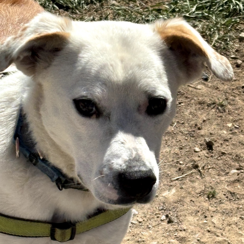 WOODY, an adoptable Australian Shepherd, Border Collie in Pagosa Springs, CO, 81147 | Photo Image 3