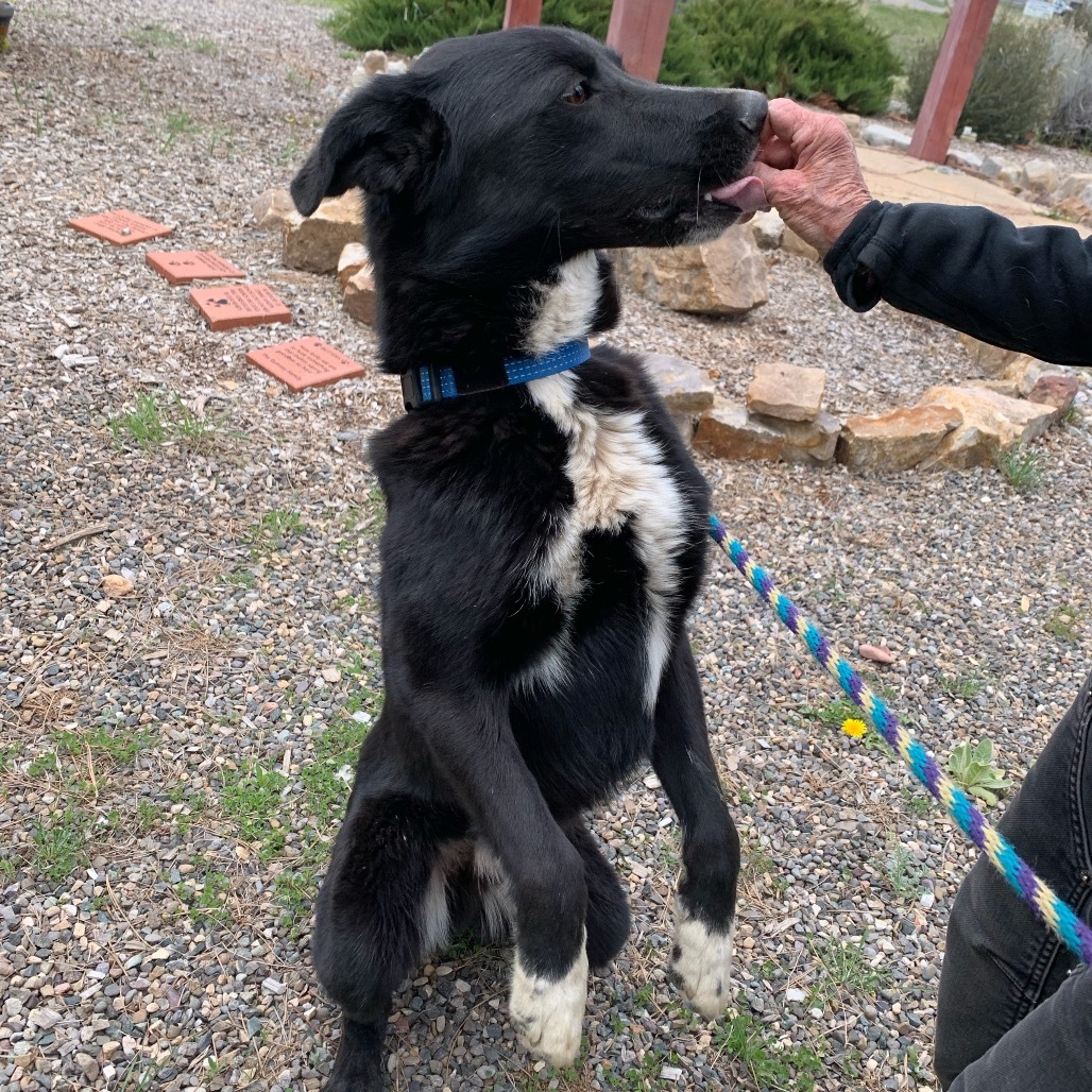DARRELL, an adoptable Labrador Retriever, Border Collie in Pagosa Springs, CO, 81147 | Photo Image 1