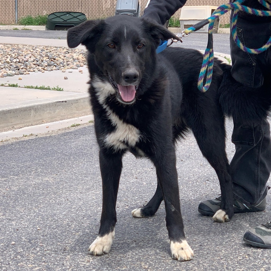 DARRELL, an adoptable Labrador Retriever, Border Collie in Pagosa Springs, CO, 81147 | Photo Image 3