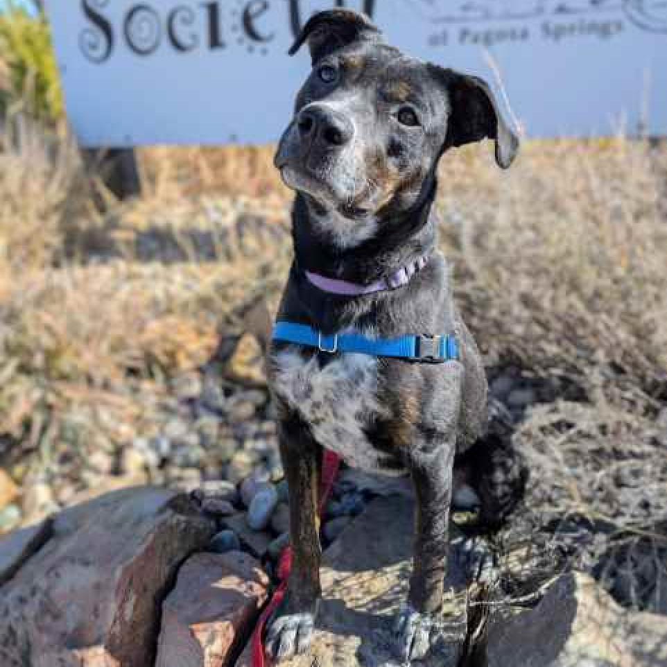 CINDERELLA, an adoptable Mixed Breed in Pagosa Springs, CO, 81147 | Photo Image 1