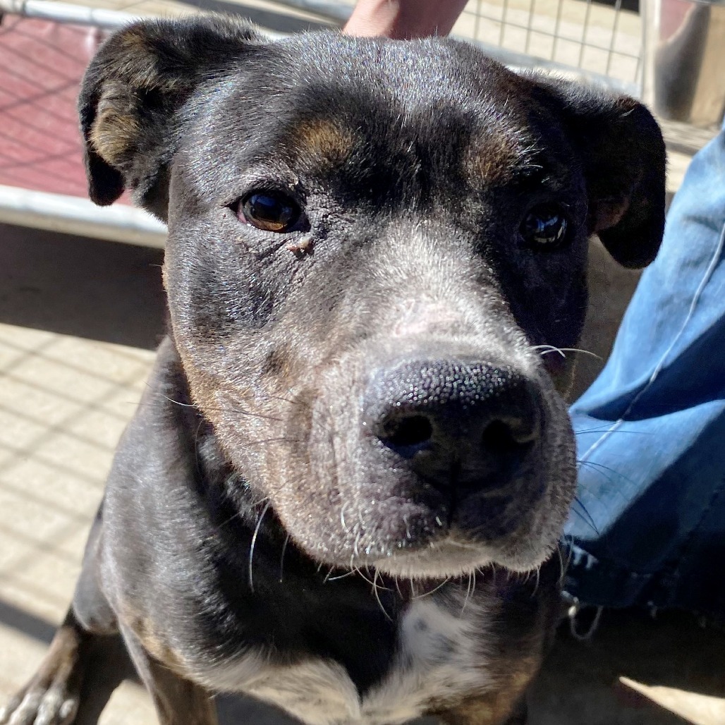 CINDERELLA, an adoptable Mixed Breed in Pagosa Springs, CO, 81147 | Photo Image 2