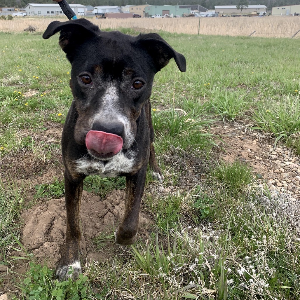 CINDERELLA, an adoptable Mixed Breed in Pagosa Springs, CO, 81147 | Photo Image 3