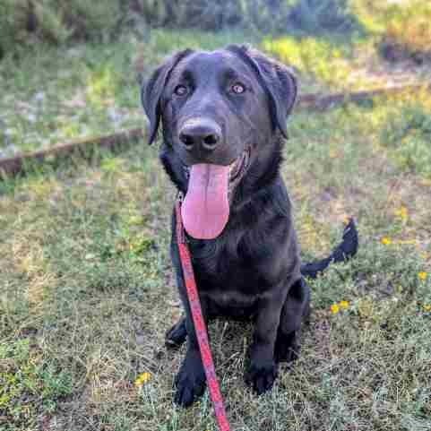 Cooper (Gino), an adoptable Labrador Retriever, Mixed Breed in Pagosa Springs, CO, 81147 | Photo Image 1