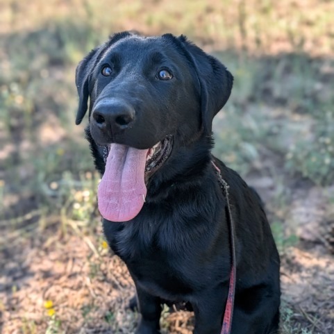 Cooper (Gino), an adoptable Labrador Retriever, Mixed Breed in Pagosa Springs, CO, 81147 | Photo Image 2