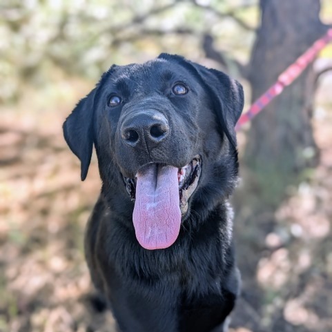 Cooper (Gino), an adoptable Labrador Retriever, Mixed Breed in Pagosa Springs, CO, 81147 | Photo Image 3
