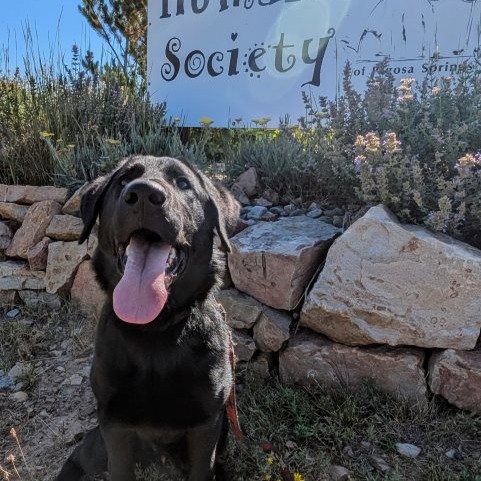 Cooper (Gino), an adoptable Labrador Retriever, Mixed Breed in Pagosa Springs, CO, 81147 | Photo Image 4