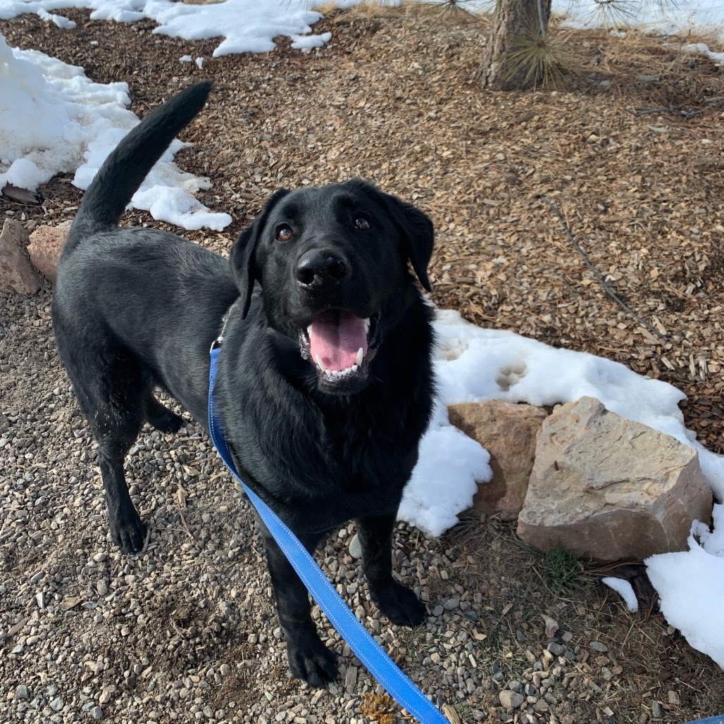 Cooper (Gino), an adoptable Labrador Retriever, Mixed Breed in Pagosa Springs, CO, 81147 | Photo Image 5