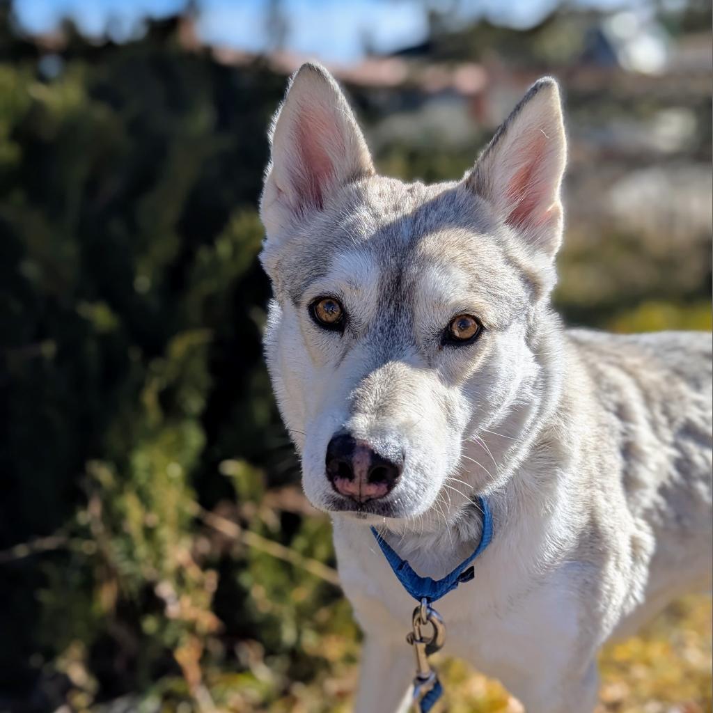 RAPUNZEL, an adoptable Husky, Mixed Breed in Pagosa Springs, CO, 81147 | Photo Image 1