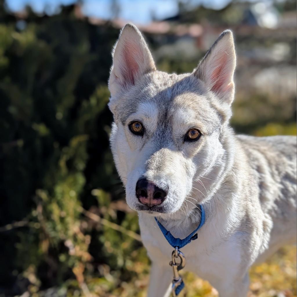RAPUNZEL, an adoptable Husky, Mixed Breed in Pagosa Springs, CO, 81147 | Photo Image 2