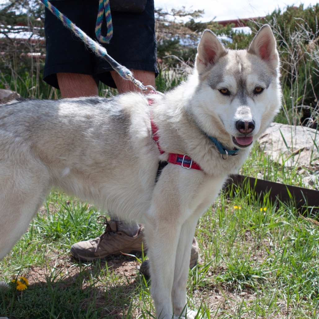 RAPUNZEL, an adoptable Husky, Mixed Breed in Pagosa Springs, CO, 81147 | Photo Image 4