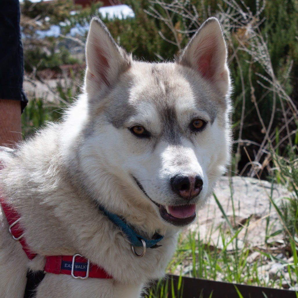 RAPUNZEL, an adoptable Husky, Mixed Breed in Pagosa Springs, CO, 81147 | Photo Image 5